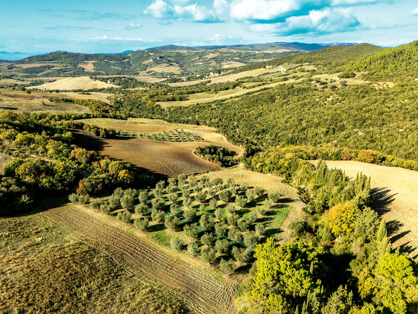 Immagine panorama toscano con le sue colline e i suoi campi di olivo