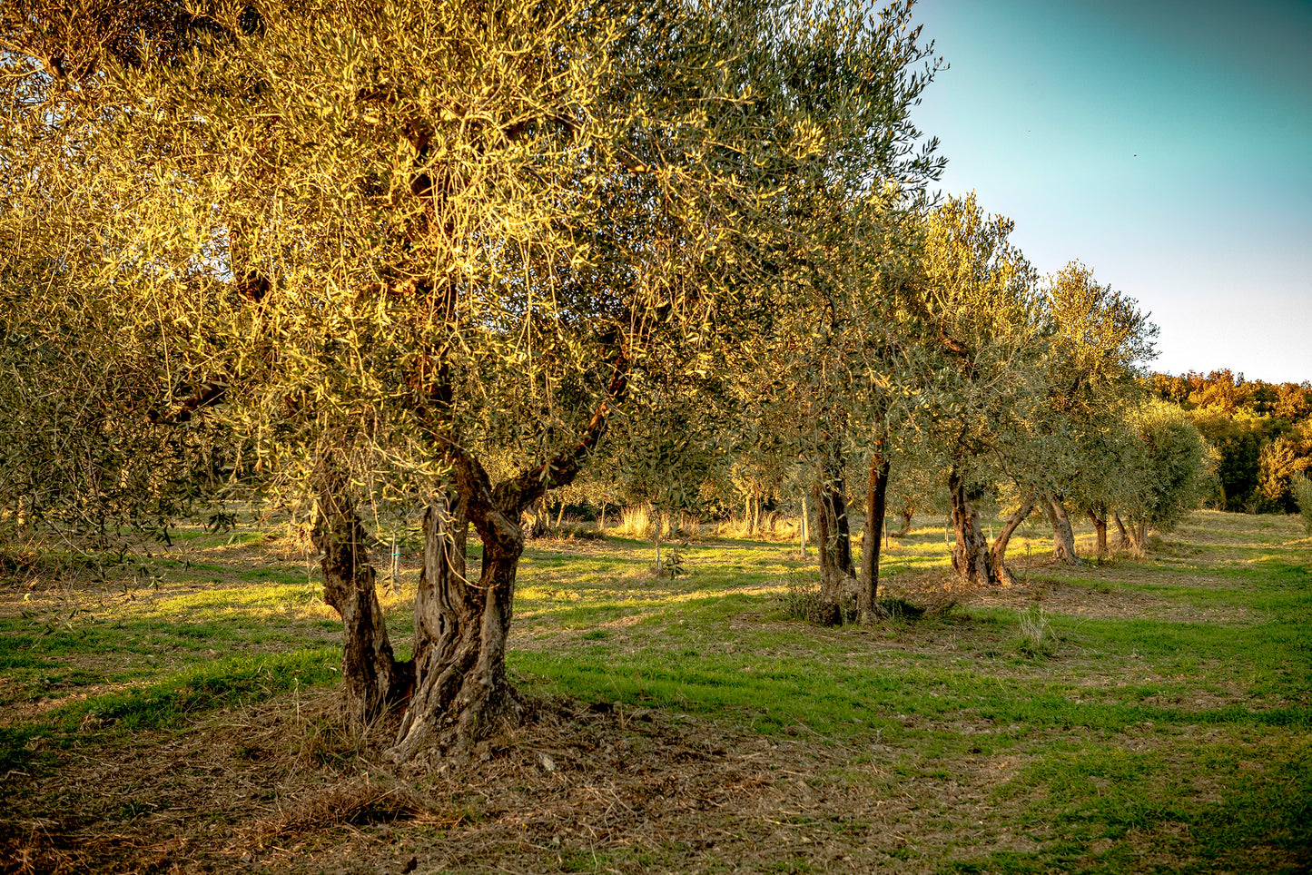 Serie di uliveti nel paesaggio toscano 